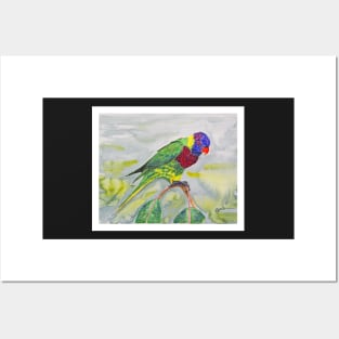 Rosella parrot Posters and Art